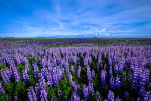 flower beds